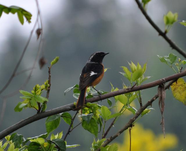 daurian redstart
